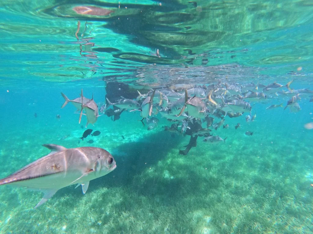 Nurse sharks beneath the surface