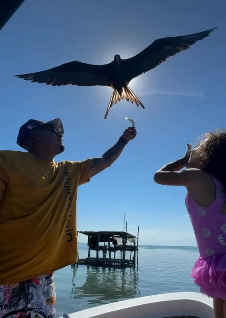 Meeting a frigatebird at Caye Caulker