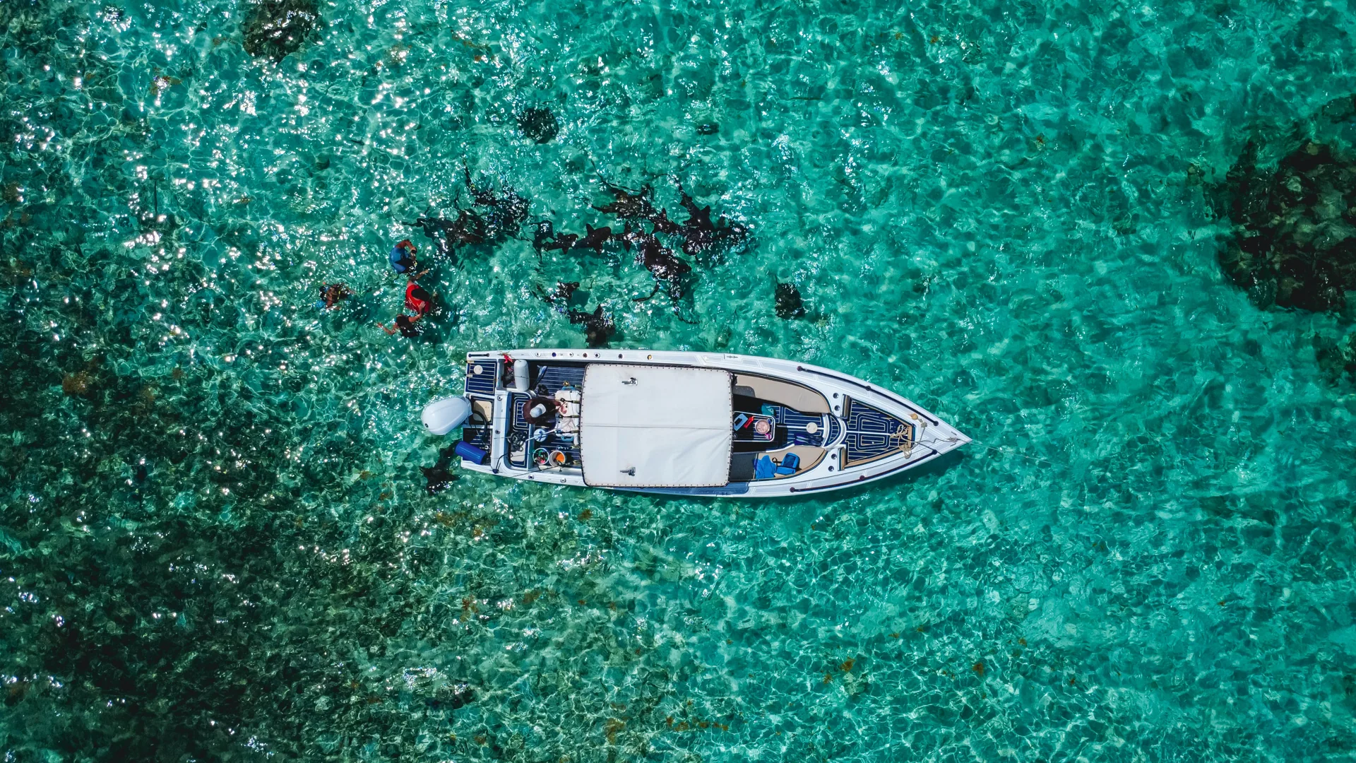 Fishizzle from above, surrounded by clear reef water