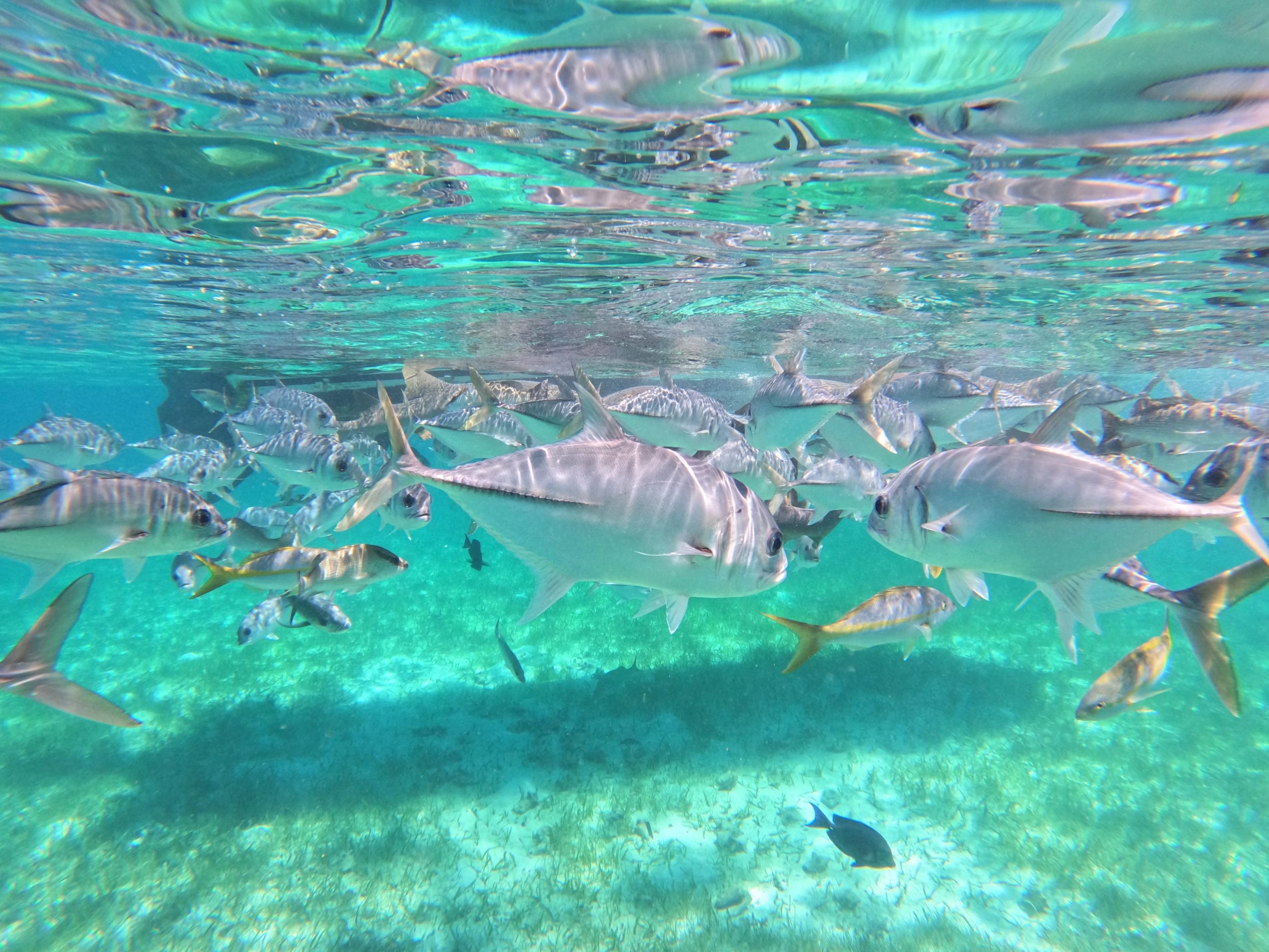 Fish and nurse sharks swimming over the reef