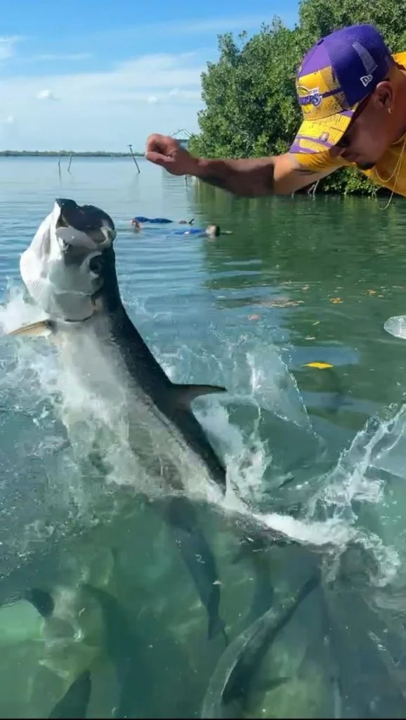 A tarpon encounter at Caye Caulker